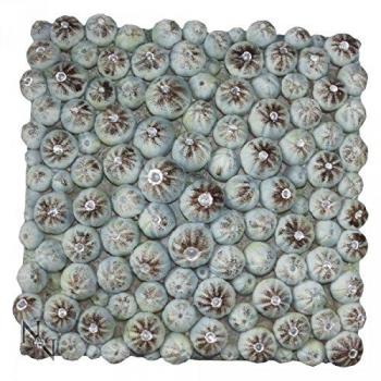 Oceanic Urchin Fossil Tribute Plate