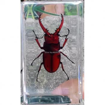 Biology Teaching Spade Beetle Specimen in Clear Resin 73x41x20MM