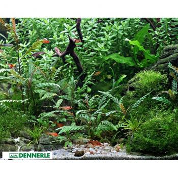 Hygrophila pinnatifida Plante Aquatique Dennerle