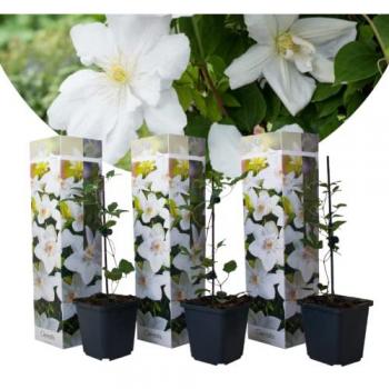 Clematite en pot