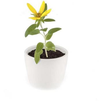 Jardinière tournesol ronde 8 cm