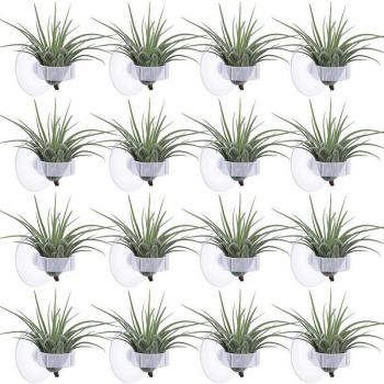 LUDA 36-Piece Suction Cup Air Plant Stand