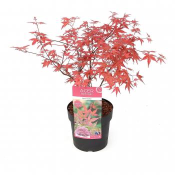 Acero Giapponese 'Beni Maiko'