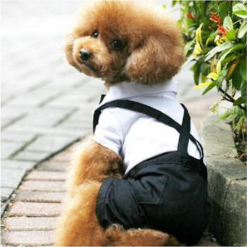Smoking pour chiot