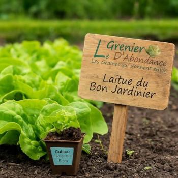 500 Graines Laitue Pommee Printemps & Été – Du Bon Jardinier, Le Grenier d'Abondance
