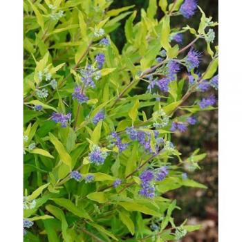 Goldblatt-Bartblume – Caryopteris clandonensis ‘Worchester Gold’