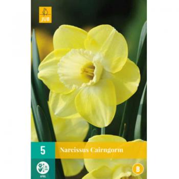 5 Bulbes de Narcisse Cairngorm