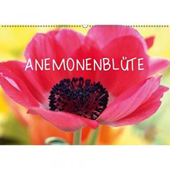 Anemonenblüte