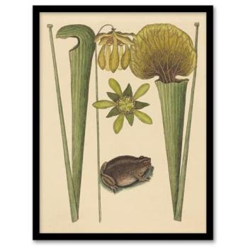 Artery8 Land Frog & Sarracenia Pitcher Plant A4 Frame, Beige Finish