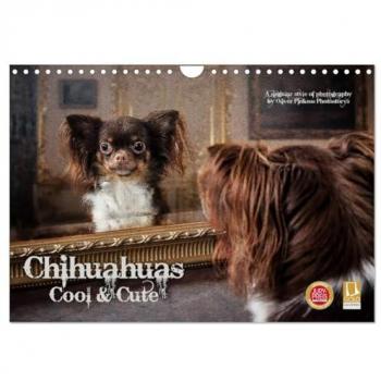 Chihuahuas