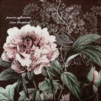 0 Count Shabby Chic Dark Red Peony Cocktail Napkins
