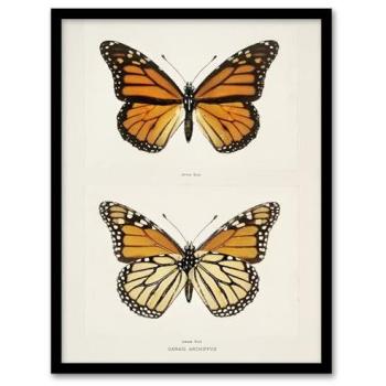 Artery8 A3 Monarch Butterfly Gallery