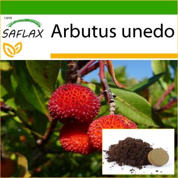 Saflax Árbol de las Fresas 50 Semillas