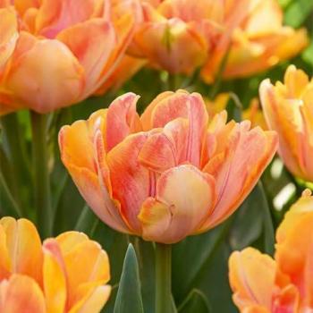 Tulipa Double Pêche