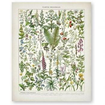 Illustration Botanique Antique : Pavot et Hysope