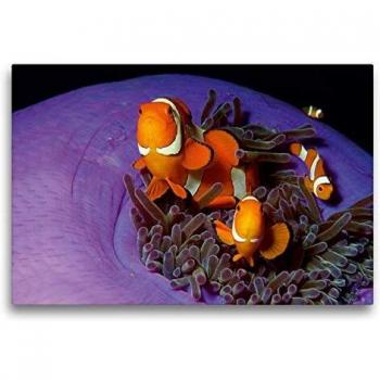 Textil-Leinwand 75 cm × 50 cm – Korallenriff mit Anemonenfischen (