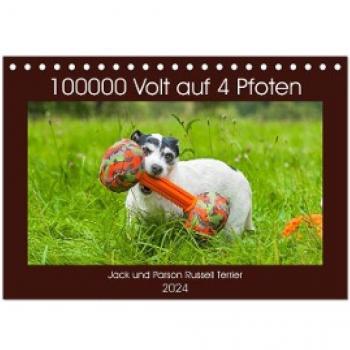 Jack und Parson Russell Terrier