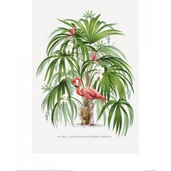 Poster Flamenco Thornton Vario 40 cm Rosa y Verde