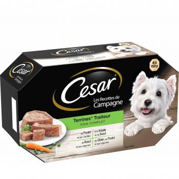CESAR Pack 24 Barquettes En Terrine, 4 Saveurs pour Chien – 150 g (6x4)