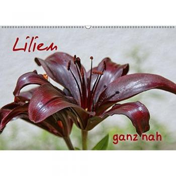 Lilien ganz nah