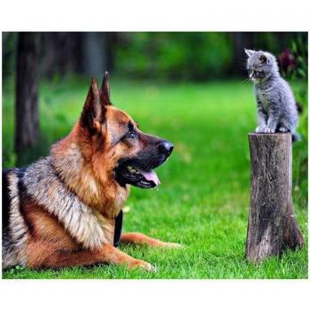 Peinture en Diamant Chien et Chat 20X30CM