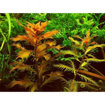 Dennerle Plants : Proserpinaca palustris CUP (Cuba)