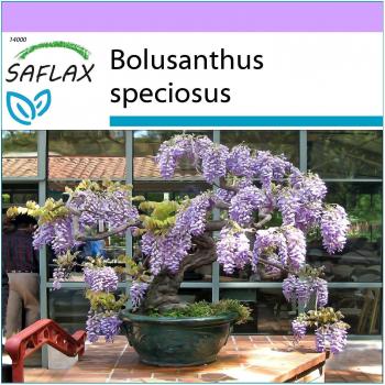 Saflax Bonsai