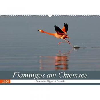 Flamingos am Chiemsee