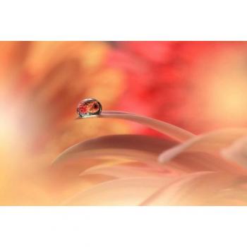 Zen-Blumenvorsprung: Papermoon Wassertropfen-Makro Fototapete – 5,00 m Breite