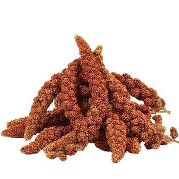 Lyra Pet GmbH Kolbenhirse rot 4 kg