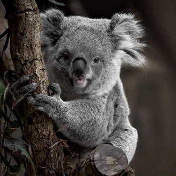 Mural Koala 30x30