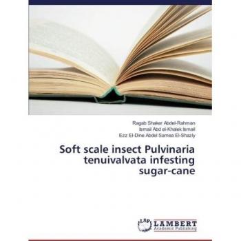 Soft scale insect Pulvinaria tenuivalvata infesting sugar-cane