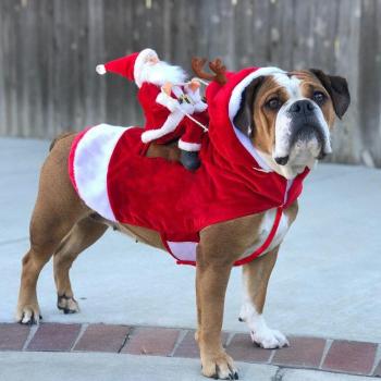 Atuendo Divertido “Feliz Navidad en Patas” para Perritos Gigantes