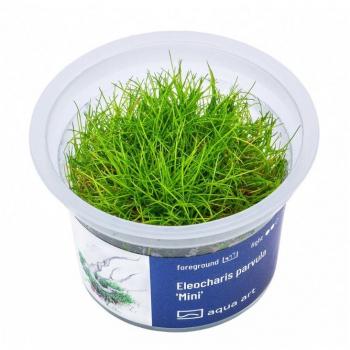 Eleocharis parvula Mini