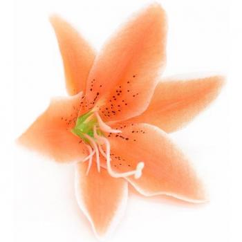 Accesorios Nupciales Florales