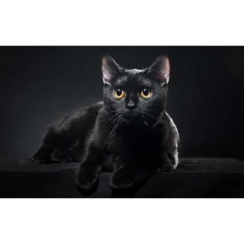Cuadro Miniatura: Gato Negro y Ojos Brillantes