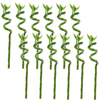 Dracaena sanderiana
