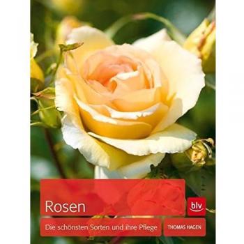 Rosen: Die schönsten Sorten und ihre Pflege