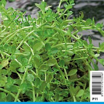Vert de Rotala à feuilles ronds