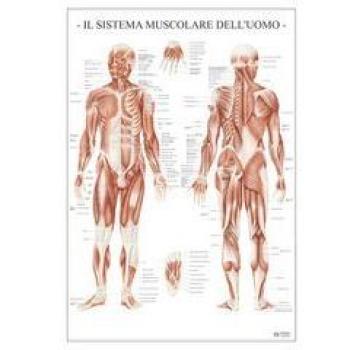 Il Sistema muscolare dell'uomo