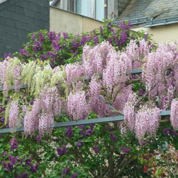 Bloomique