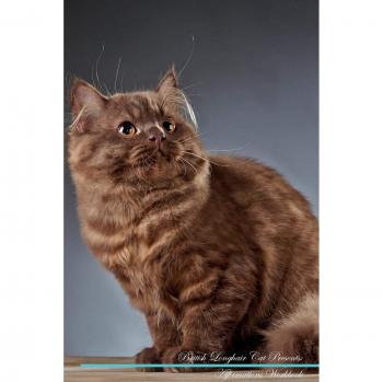 British Longhair Cat Affirmations Workbook British Longhair Cat Presents: Positive and Loving Affirmations Workbook. Includes: Mentoring Questions, Guidance, Supporting You.