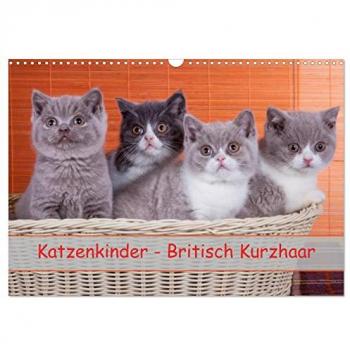 Katzenkinder Britisch Kurzhaar (Wandkalender 2025 DIN A3 quer) CALVENDO Monatskalender