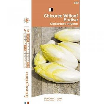 France Graines Chicorée Witloof Gourmet