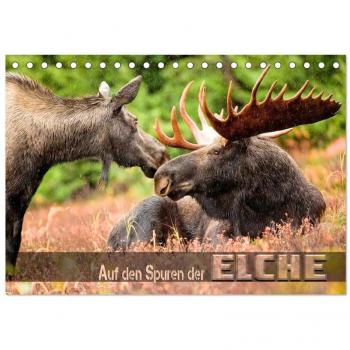 Auf den Spuren der Elche (Tischkalender 2025 DIN A5 quer) CALVENDO Monatskalender