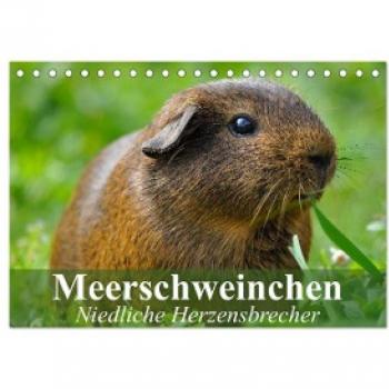 Meerschweinchen Niedliche Herzensbrecher (Tischkalender 2024 DIN A5 quer) CALVENDO Monatskalender