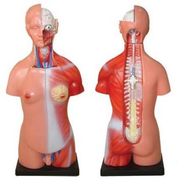 66fit Medical Training Torso