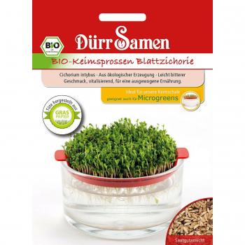 Chicorée Sauvage Graines Germées BIO