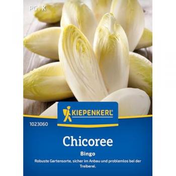 Anbausicherer Chicorée 'Bingo'