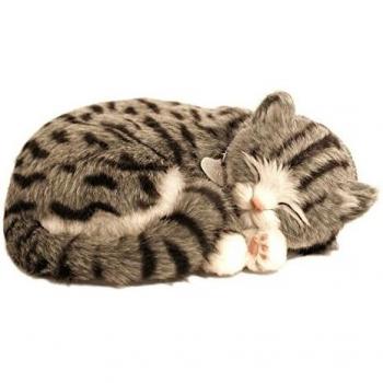 GRAY TABBY